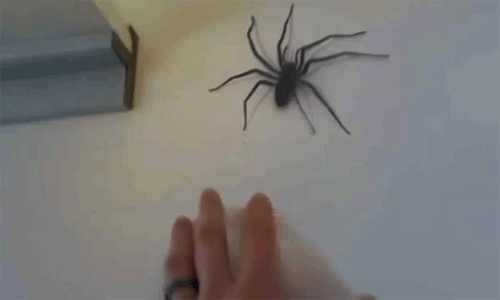 1703147989559.gif