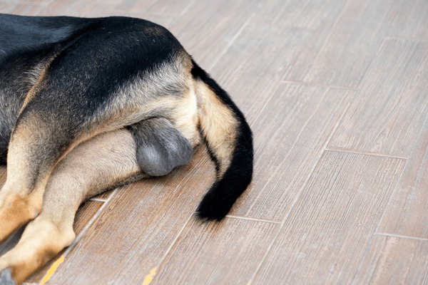 dog-sleep-on-wooden-floor-600nw-1135298960.jpg