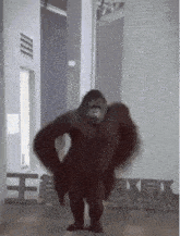 IMG_0278.gif