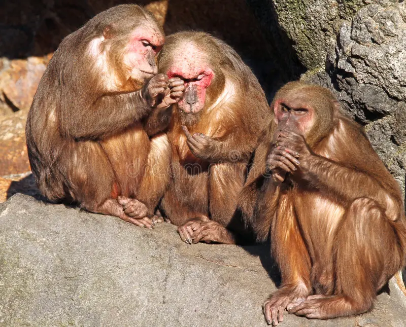 monkeys-22027825.webp